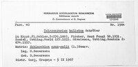Moesziomyces bullatus image